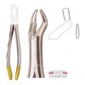 Extracting Forceps S5423