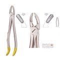 Extracting Forceps S5437