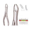 Extracting Forceps S5444