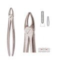 Extracting Forceps S5479