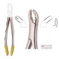 Extracting Forceps S5421