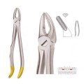 Extracting Forceps S5439