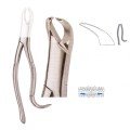 Extracting Forceps S5404