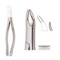 Extracting Forceps S5410