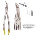 Extracting Forceps S5428