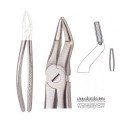 Extracting Forceps S5474